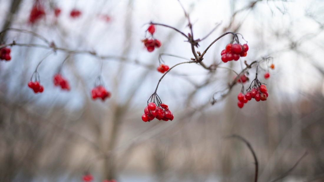 Les super-aliments nordiques : Myrtille, baie d’aronia et autres trésors