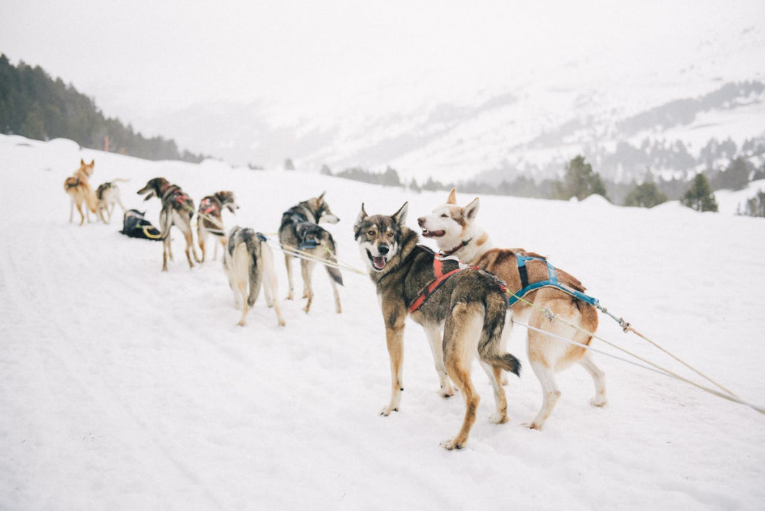 Les traîneaux à chiens : une aventure authentique au cœur des paysages nordiques