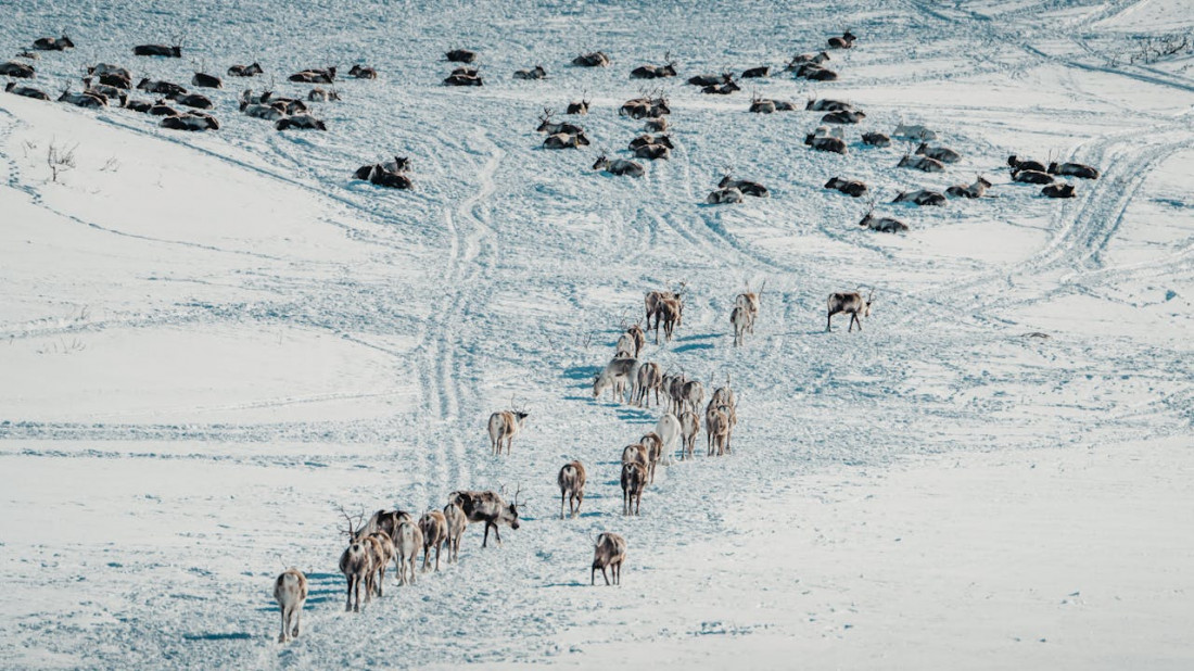 Les rennes : symboles de la nature nordique et compagnons des peuples du Grand Nord